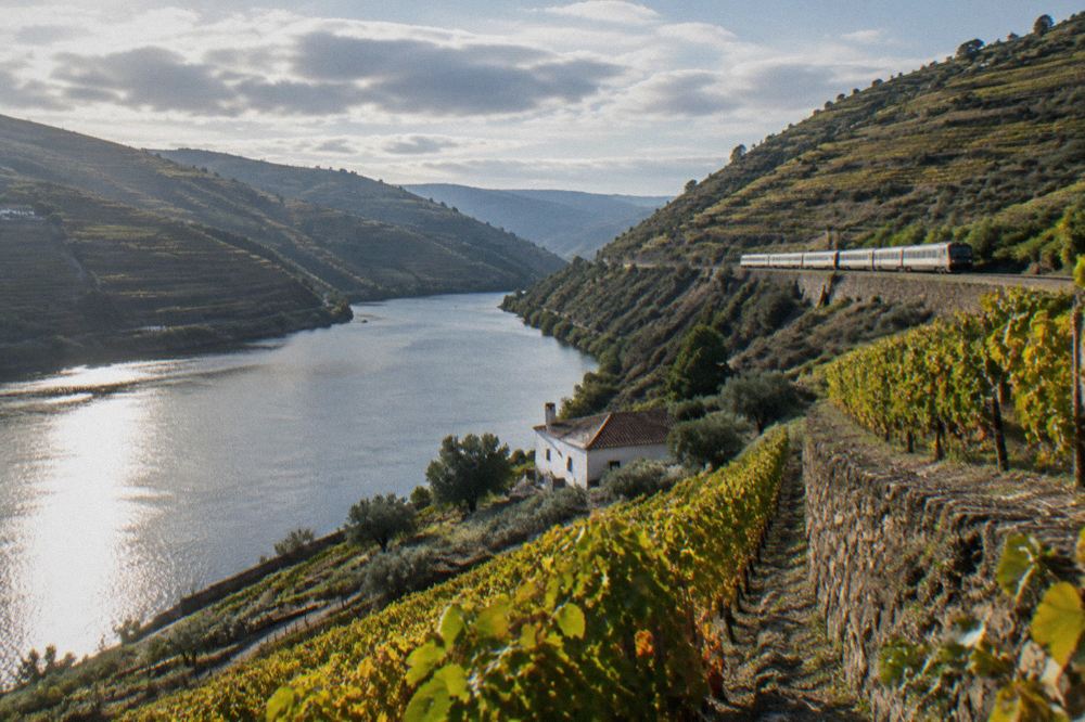 A train winding along the hillside above the Douro river between terraced slopes