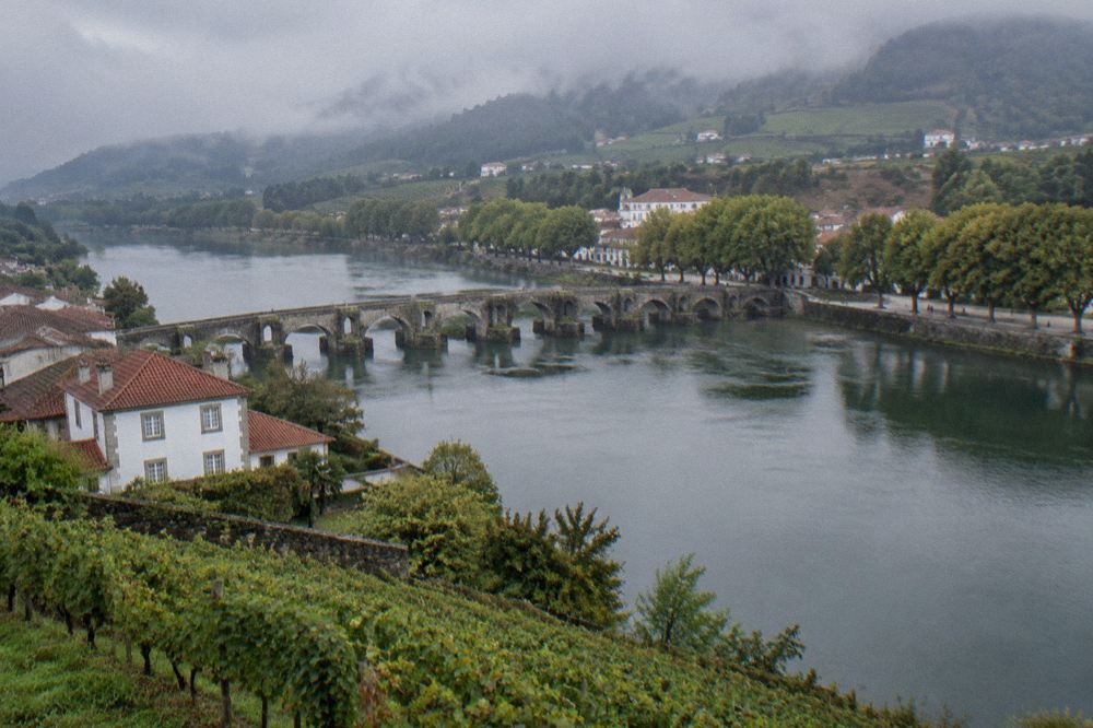 A vineyard of the Minho region with rows of vines on a gentle hillside