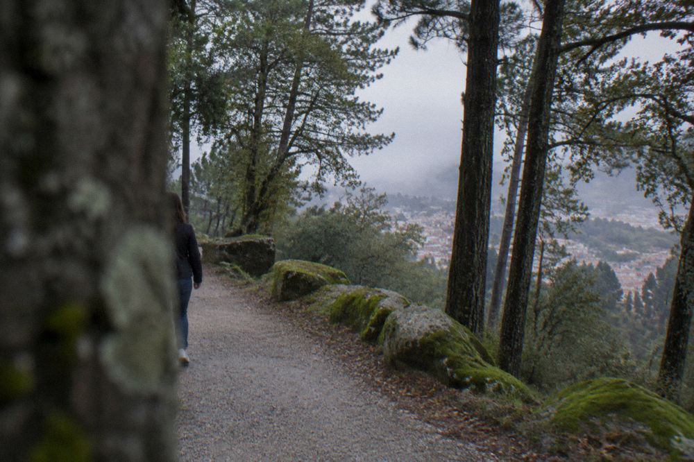A gravel path curving through tall native trees on a wooded hillside