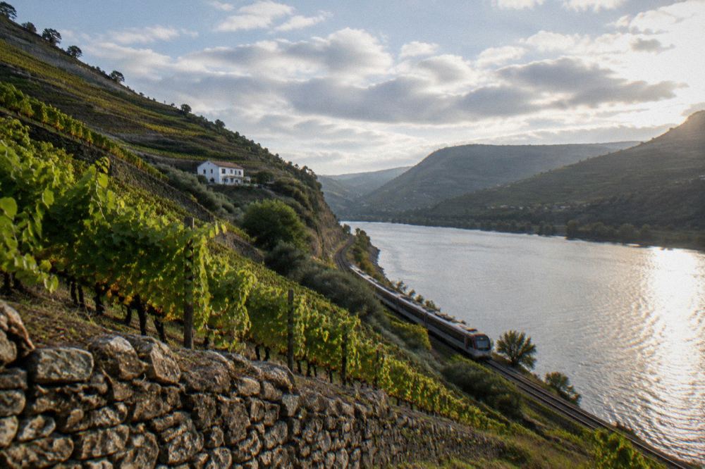 A train travelling along the bank of the Douro river between terraced slopes
