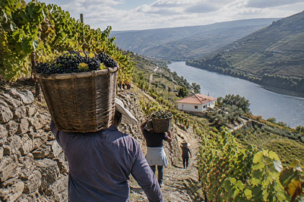 Grapes being carried in baskets during the Douro harvest